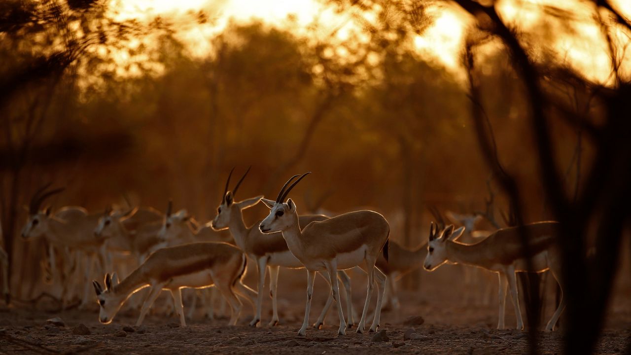 Sand Gazelles on Sir Bani Yas Island.