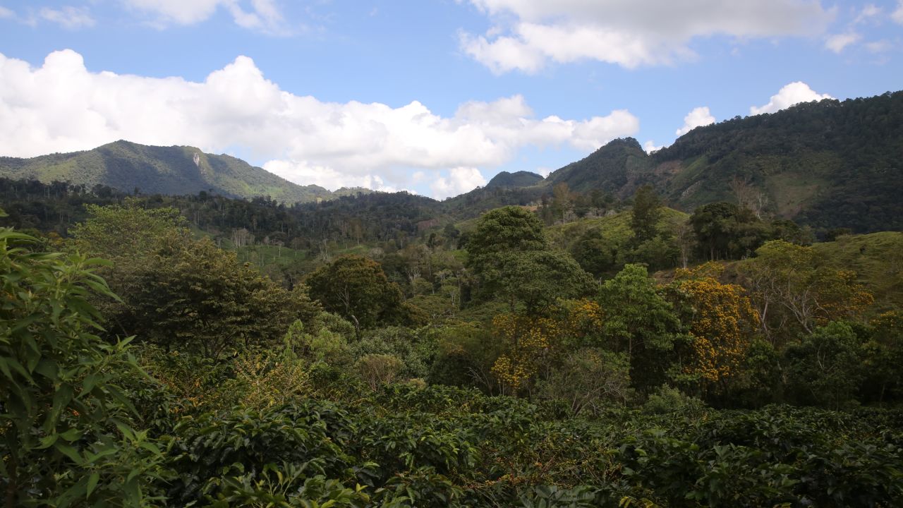 Don't let the greenery fool you, scientists say. Western Honduras has been hit with a crop-damaging drought in recent years.