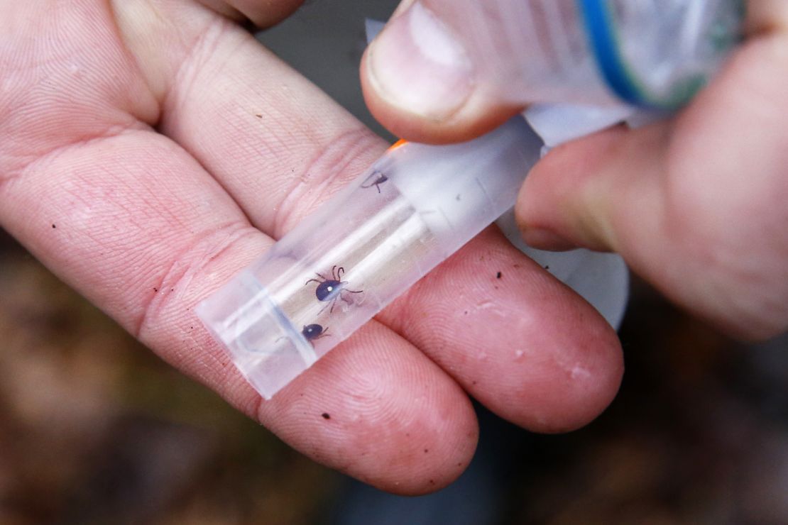 A vial of live lone star ticks. The ticks -- a species native to Texas and Oklahoma -- were placed within a containment vessel at a lyme disease research site in Cape Elizabeth.