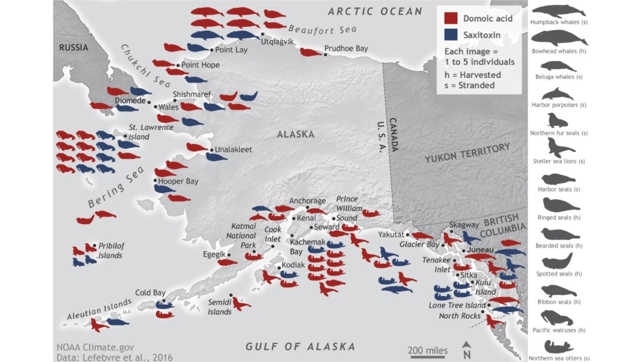 As the Arctic warms, new toxins are being introduced to the region. This map highlights the location and kind of toxins found in marine animal species from 2004 to 2013 in the Alaskan Arctic.