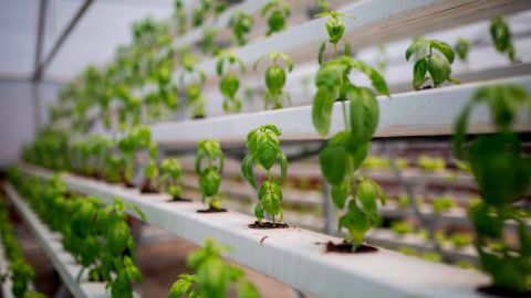 Mineral nutrient solutions are used to feed plants in water, without soil.