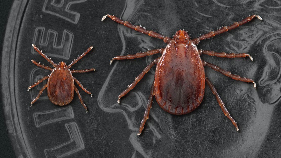 Two Asian longhorned ticks: a nymph or immature tick at left and an adult female. 