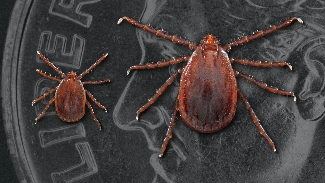 Two Asian longhorned ticks: a nymph or immature tick at left and an adult female.