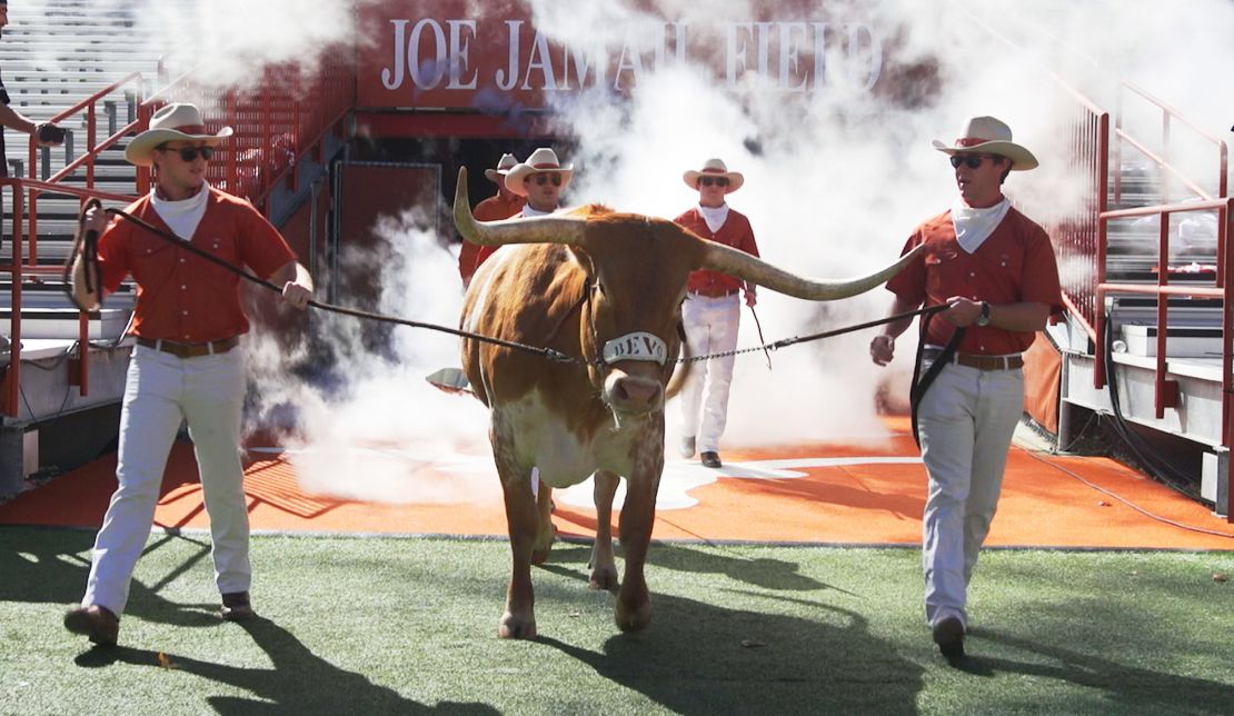 bevo longhorn cattle beef texas