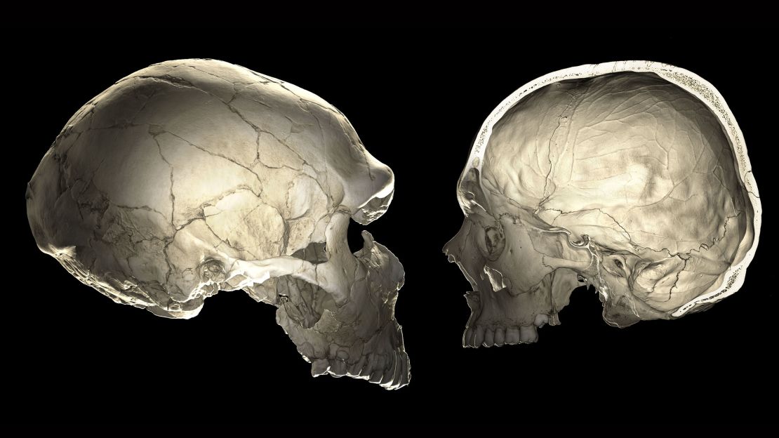 One of the features that distinguishes modern humans (right) from Neandertals (left) is a globular shape of the braincase.​