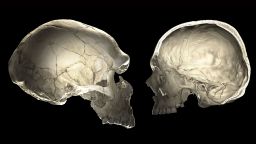 One of the features that distinguishes modern humans (right) from Neandertals (left) is a globular shape of the braincase.​  ​​Left: Computed tomographic (CT) scan of a Neanderthal fossil (La Ferrassie 1). Right: CT scan of a modern human; the cranium was cut open virtually to reveal the inside of the braincase. 