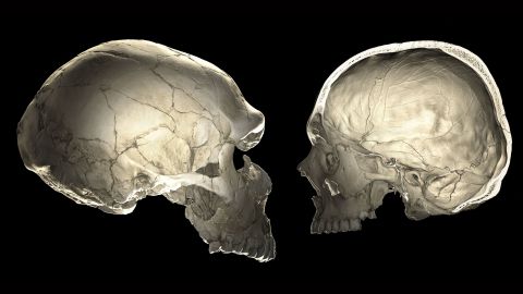 One of the features that distinguishes modern humans (right) from Neanderthals (left) is a globular shape of the braincase.​