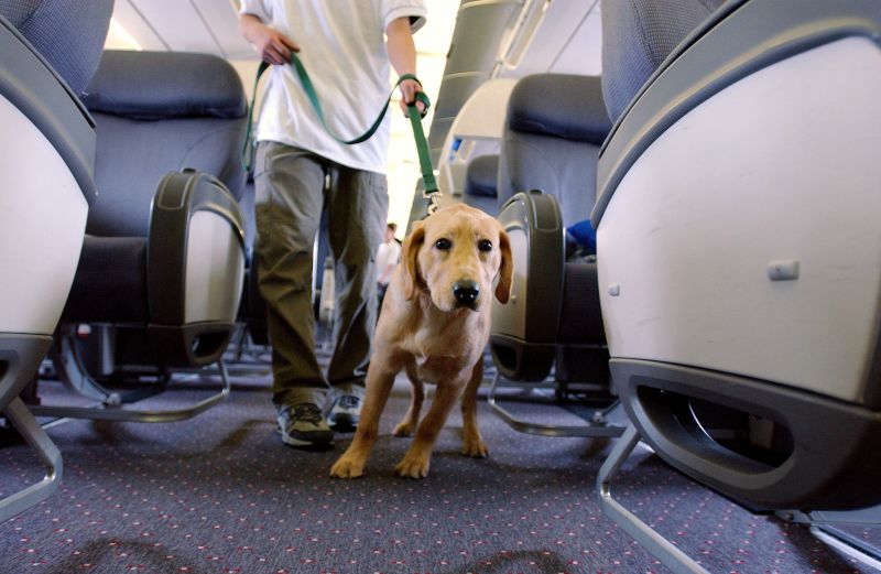 Delta flying with hot sale puppy