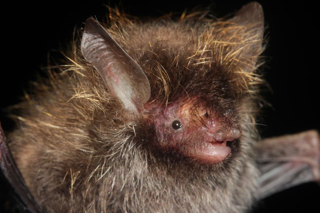 A bat whose hair bears a likeness to Lance Bass' iconic frosted tips of the band *NSYNC, was discovered in the sub-Himalayan habitat of the Myanmar's Hkakabo Razi forest.