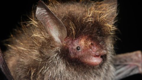 A bat whose hair bears a likeness to Lance Bass' iconic frosted tips of the band *NSYNC, was discovered in the sub-Himalayan habitat of the Myanmar's Hkakabo Razi forest.