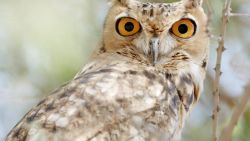 dubai desert conservation reserve owl
