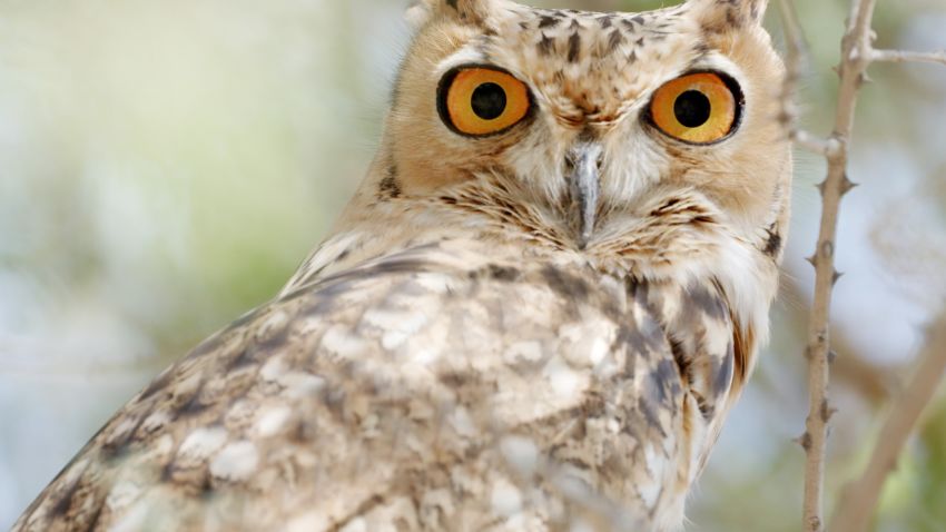 dubai desert conservation reserve owl