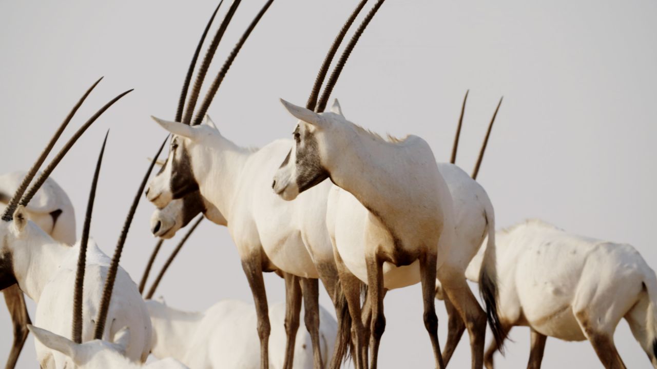 Arabian oryx on the reserve.