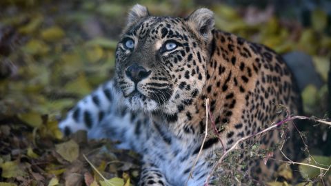 The forest reserve where the monk was attacked is home to leopards (file photo).