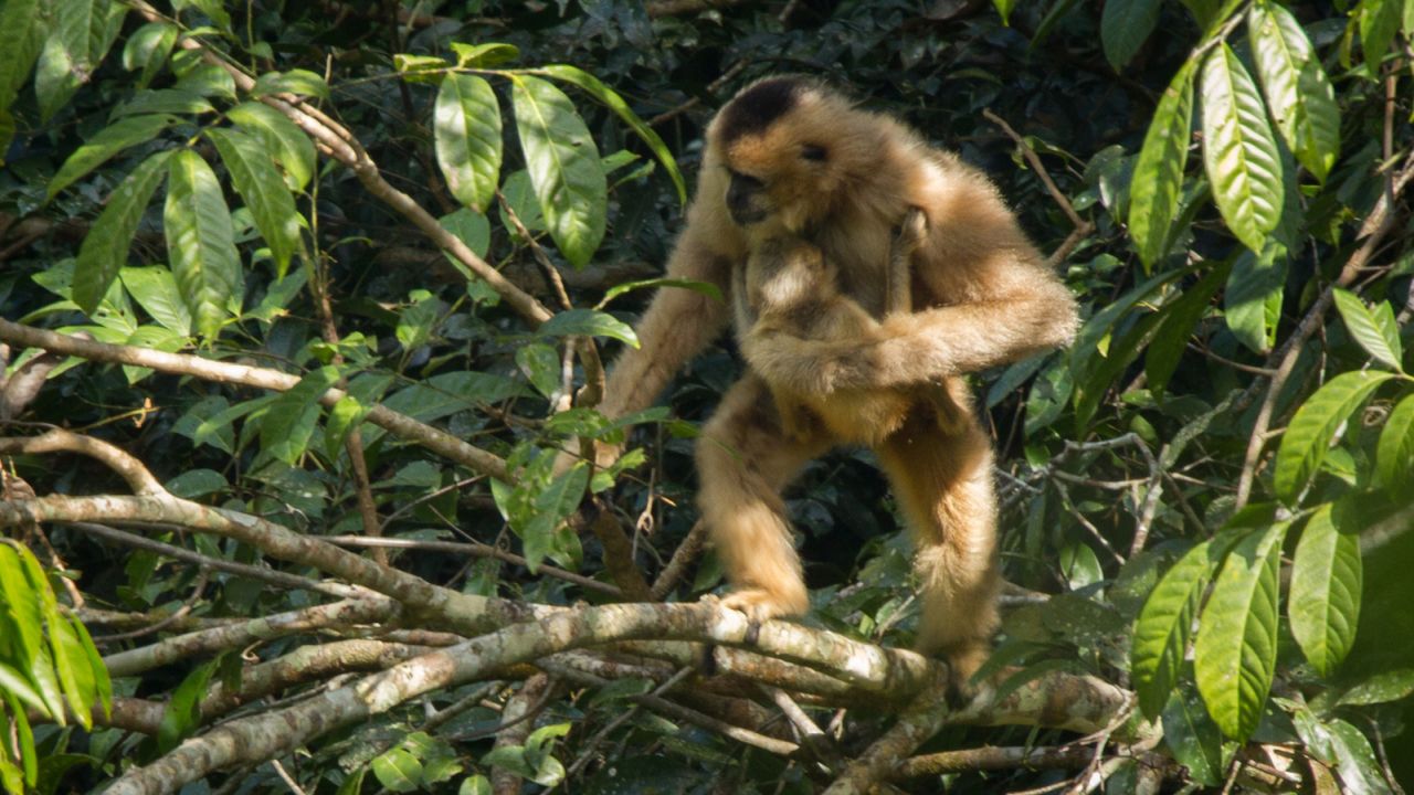 Black-crested gibbons are a critically endangered species.