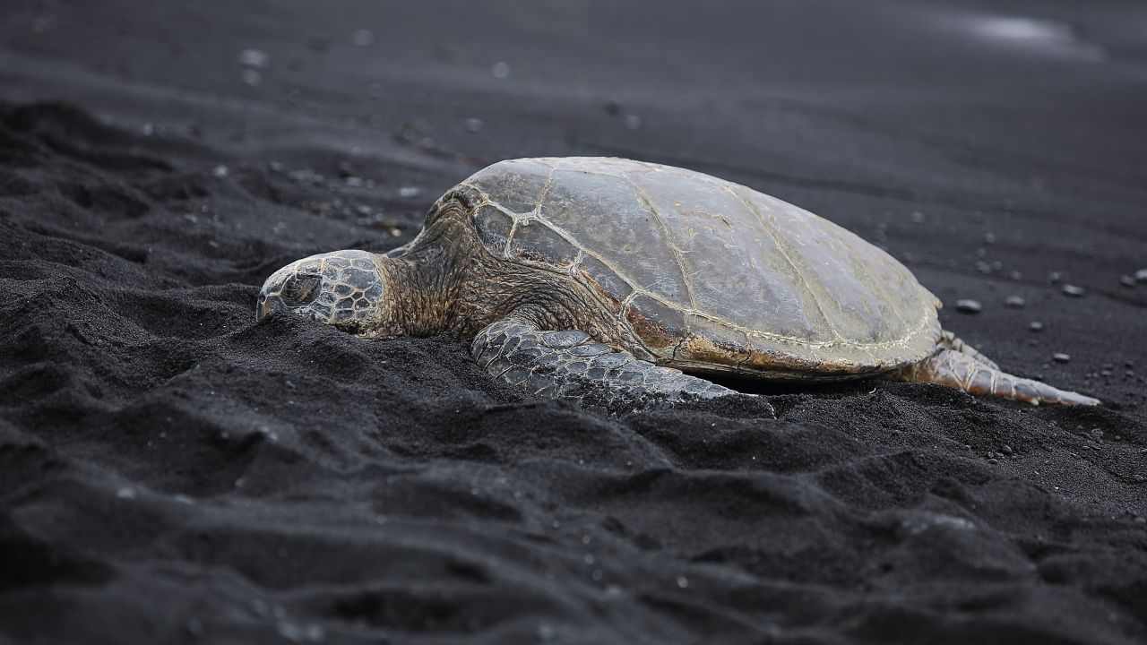 <strong>Sea turtles: </strong>Beautiful endangered green sea turtles are a top draw on Punalu'u black sand beach in Hawaii.