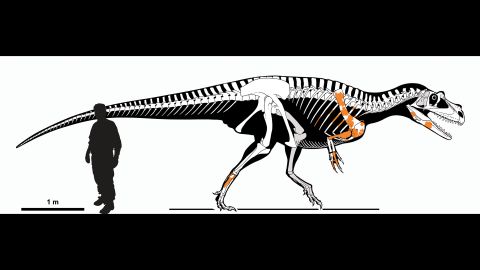 A skeletal reconstruction of Saltriovenator zanellai, made by comparing the shape and proportions of known elements (in orange) with those of more complete skeletons of related species.