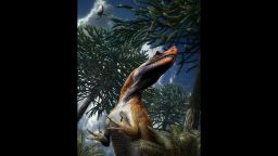 Saltriovenator was likely covered with primitive plumage and had horns on its lacrymal (eye socket) and nasal bones.