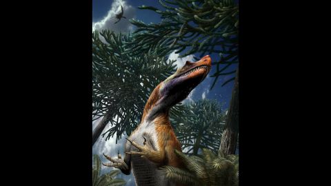 Saltriovenator was probably covered with primitive plumage and had horns on its lacrymal (eye socket) and nasal bones.