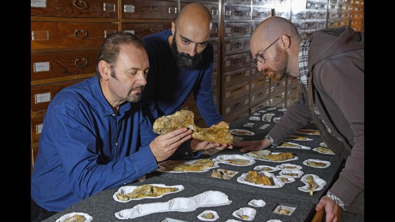 At the Natural History Museum of Milan, study authors Cristiano Dal Sasso, Simone Maganuco and Andrea Cau examine the bones of Saltriovenator.