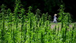 ALEXANDRIA, VA - JULY 26:
Visitors to George Washington's Mount Vernon estate walk past the newest crop, hemp July 26, 2018 in Alexandria, VA.  It looks like the real deal - the seven leaves - the tall stalks - the buds. You just can't smoke it. Despite its resemblance and close relation to pot, it's different. This weed is "industrial hemp," a venerable plant grown in colonial days to make rope and clothes.
(Photo by Katherine Frey/The Washington Post via Getty Images)