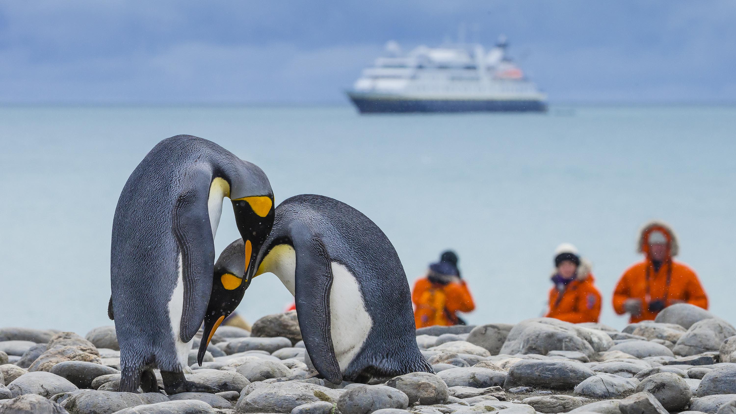 Antarctic penguins in danger from human diseases, say researchers | CNN