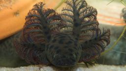 Scientists say the Siren reticulata salamander lives its entire life underwater. It has been found in South Alabama and the Florida Panhandle.
