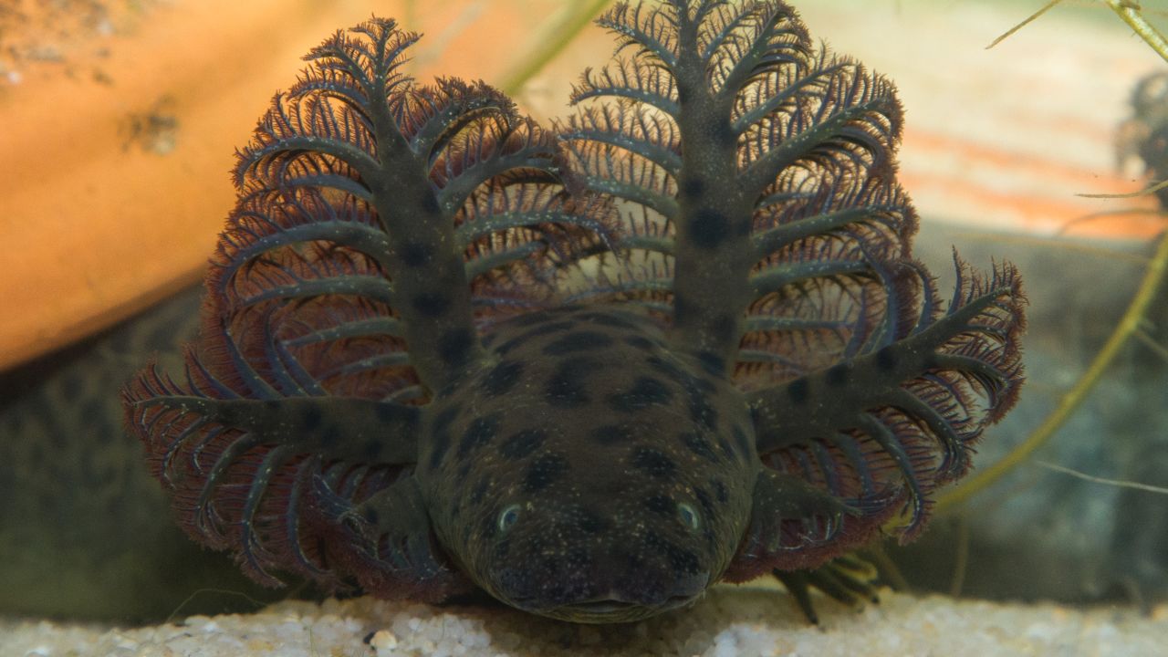 Scientists say this salamander lives its entire life underwater. It's been found in Alabama and the Florida Panhandle.
