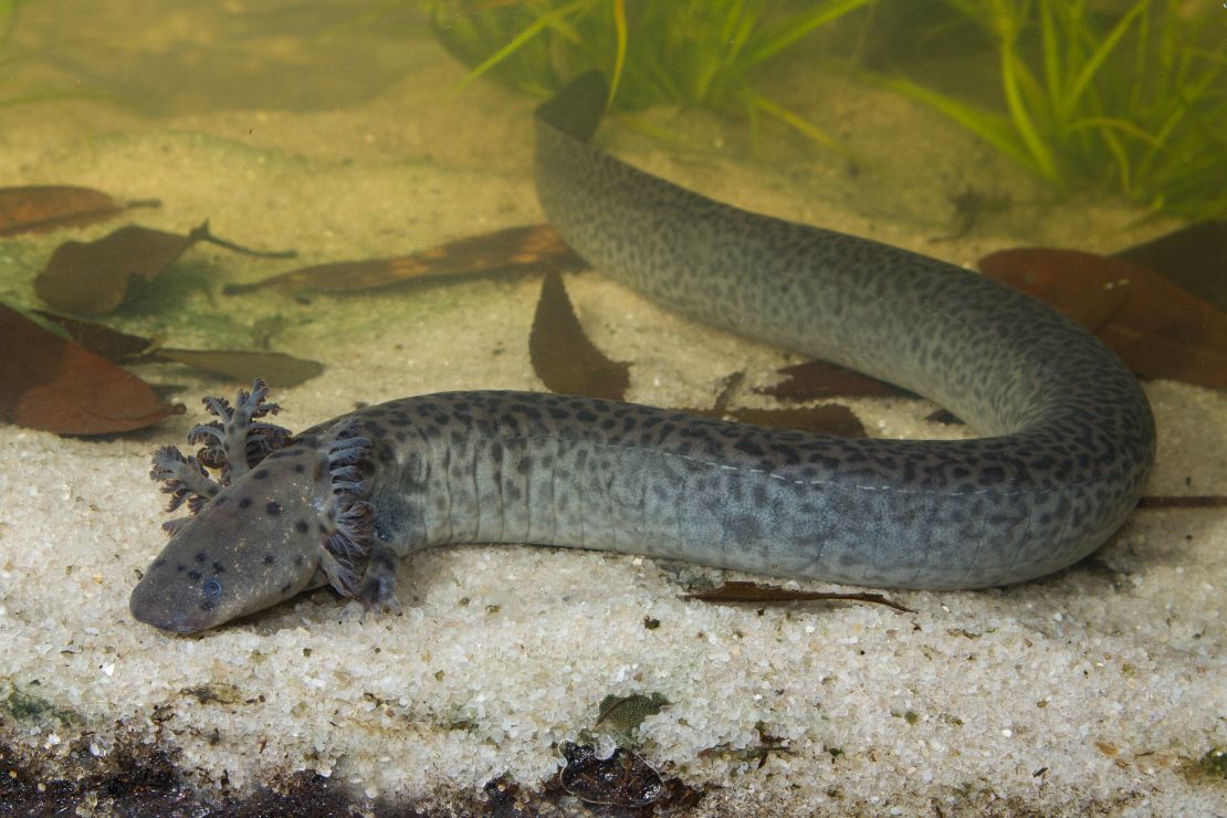 The Reticulated Siren grows to at least two feet long, making it one of the largest vertebrates described in North America in a century, according to researchers.