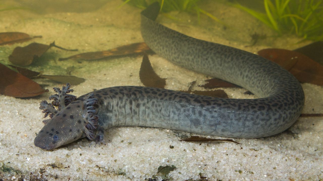 The Reticulated Siren grows to at least two feet long, making it one of the largest vertebrates described in North America in a century, according to researchers.