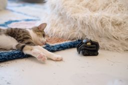 A cat lounges near a Vector robot at KitTea.