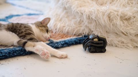 Vector How Cats Are Helping Robots Learn Cnn Business