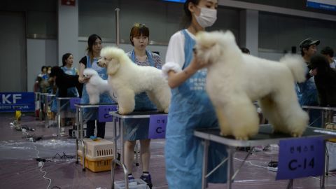 Dog care and grooming is now big business in South Korea, where the pet industry has grown exponentially in recent years. 