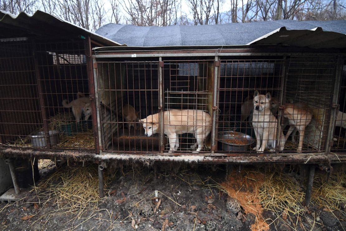 Dogs seen in cages at a  farm during a rescue event, involving the closure of the farm organised by the Humane Society International (HSI) in Namyangju on the outskirts of Seoul.