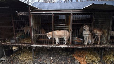 Dogs seen in cages at a farm during a rescue event, involving the closure of the farm organised by the Humane Society International (HSI) in Namyangju on the outskirts of Seoul.