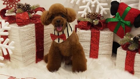 Angum goes to a dog spa in Seoul once a month, but some other dogs go weekly.