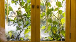 Caption: For plants in the home to be able to effectively remove hazardous molecules from the air, they would also need to be inside an enclosure with something to move air past their leaves, like a fan.  Credit: Mark Stone/University of Washington