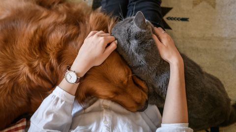 dog cat hug STOCK