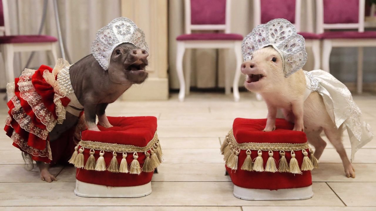 Miniature pigs perform in Balashikha, Russia, on Tuesday, December 11.