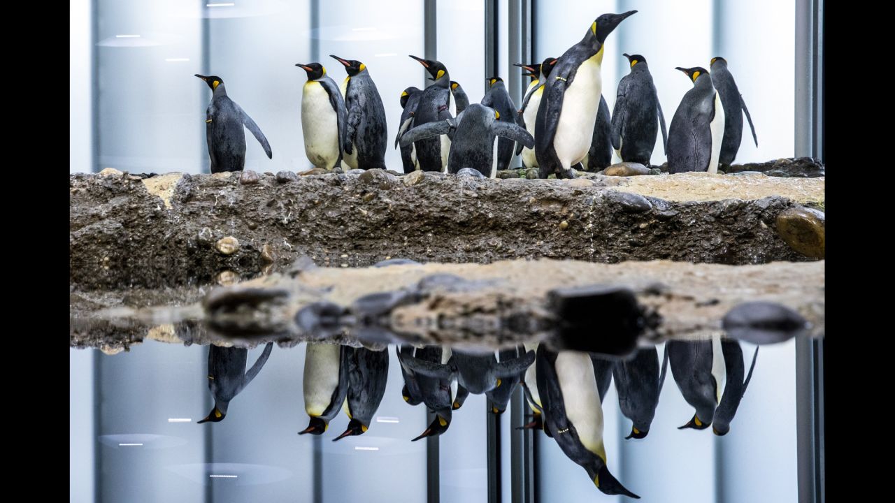 King penguins gather in their new enclosure at a zoo in Basel, Switzerland, on Wednesday, December 19.