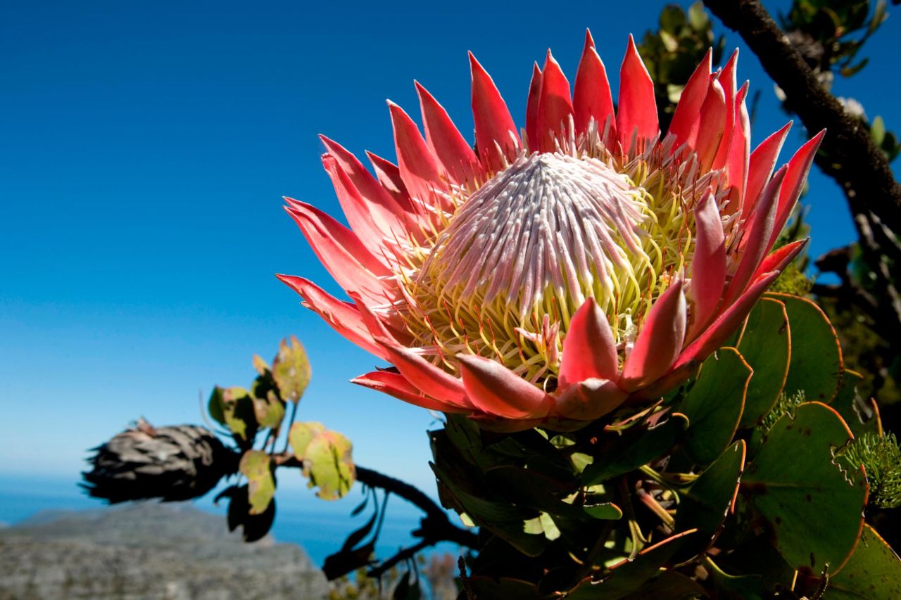 <strong>Cape Floral Kingdom: </strong>South Africa's Cape Floral Kingdom is a World Heritage site consisting of over 1 million hectares of protected areas. But the region's incredible plant diversity, including the country's national flower, the King Protea, are under growing pressure in an increasingly warm and dry climate.<br />