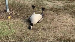 Waterfowl are being nursed back to health Friday after consuming prescription pills that were dumped at Carr Park in Huntington Beach, CA. Animal Control was called in after some birds were found with symptoms of having overdosed on the pills. It was not immediately clear who the pills belonged to.