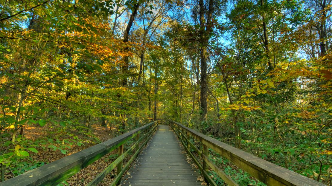 South Carolina's Congaree National Park.