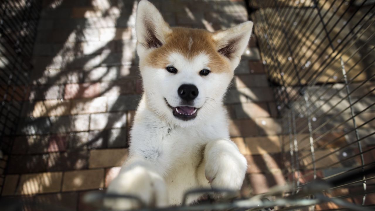 Japan's adorable Akita dogs are famed for their loyalty.