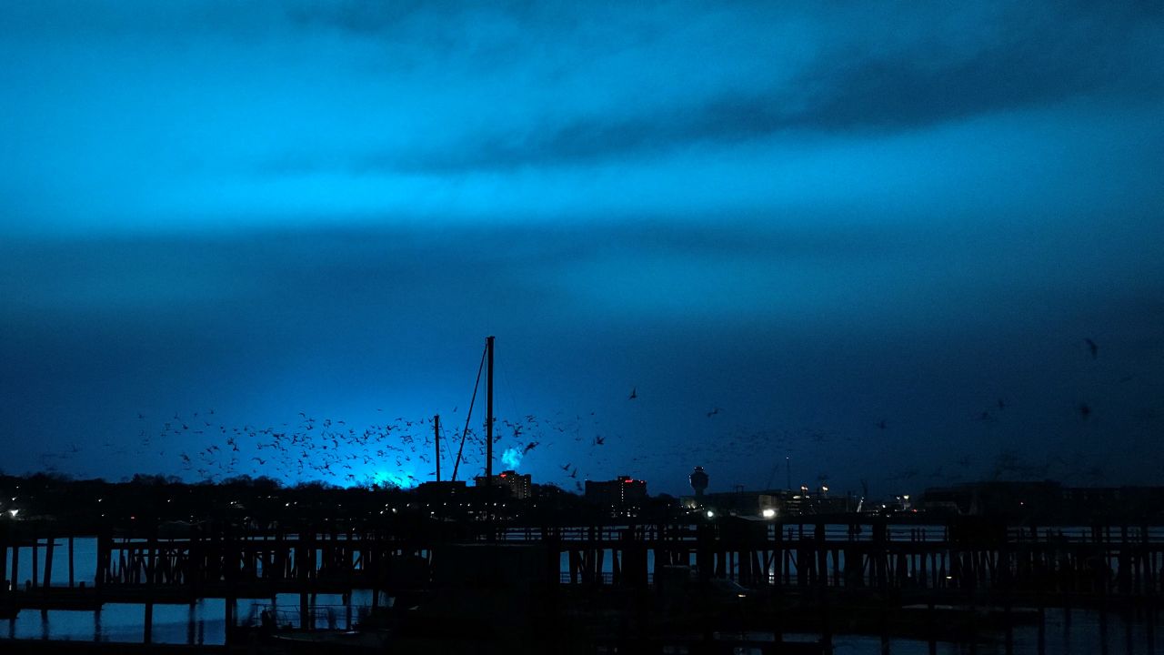 Birds fly over a pier as the blue light illuminates the night sky