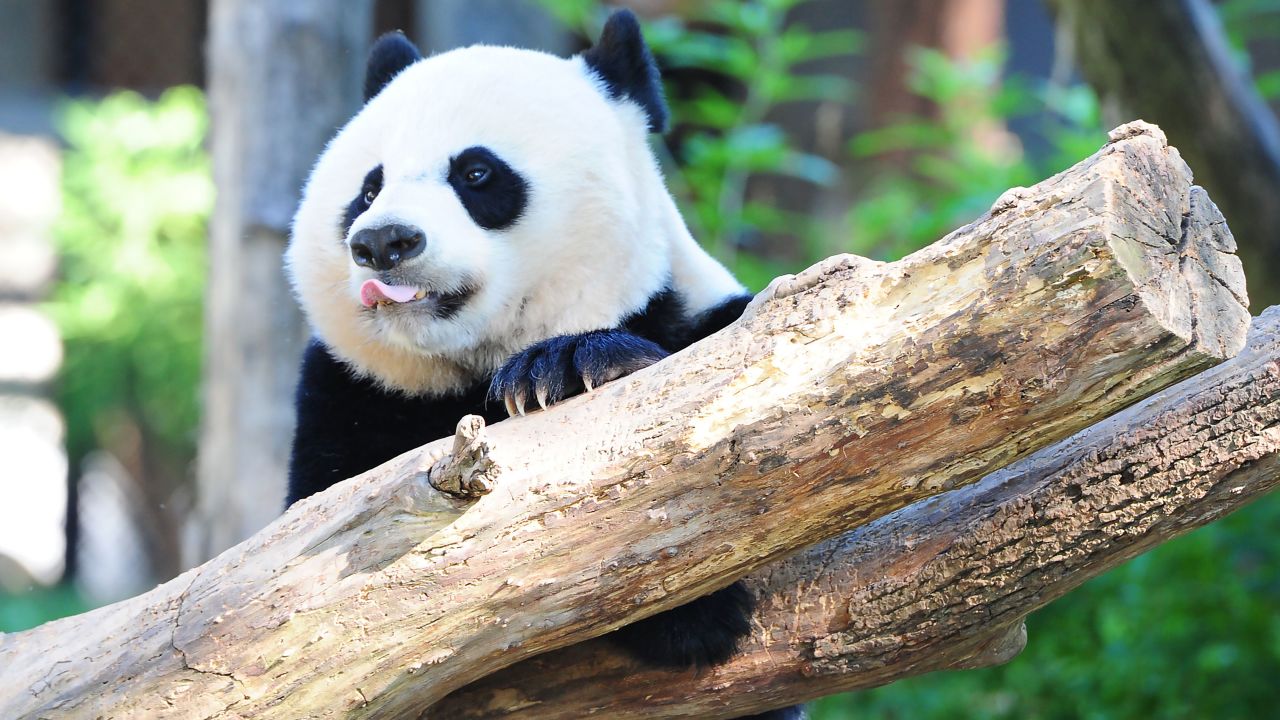 Giant panda Bei Bei plays in his enclosure at the National Zoo in Washington, DC.