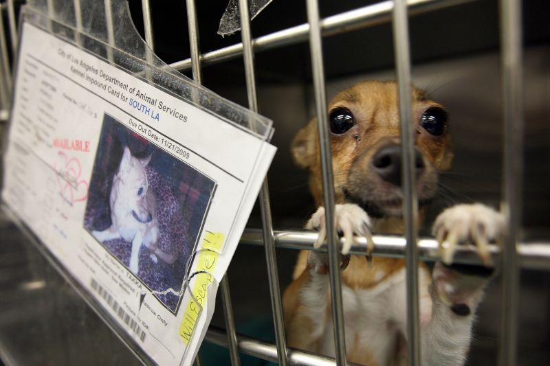 California limits pet store sales of cats dogs and rabbits to