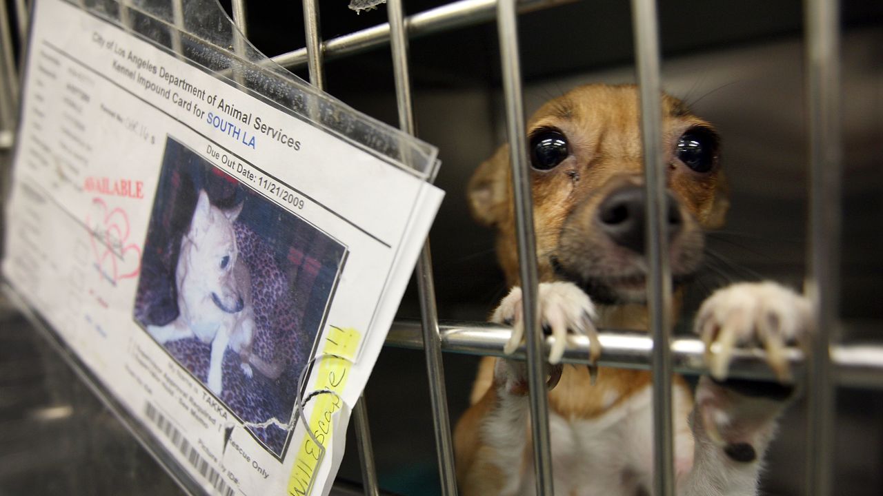 Pet store operators will face $500 per animal penalties for breaching the act.