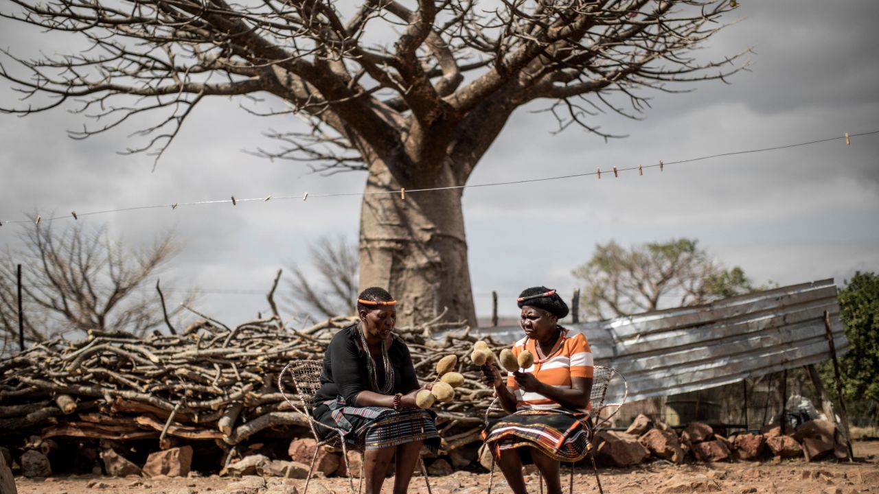 Harvesters hold baobab fruits they harvested in the village of Muswodi Dipeni in the Limpopo province, South Africa, in August 2018. 