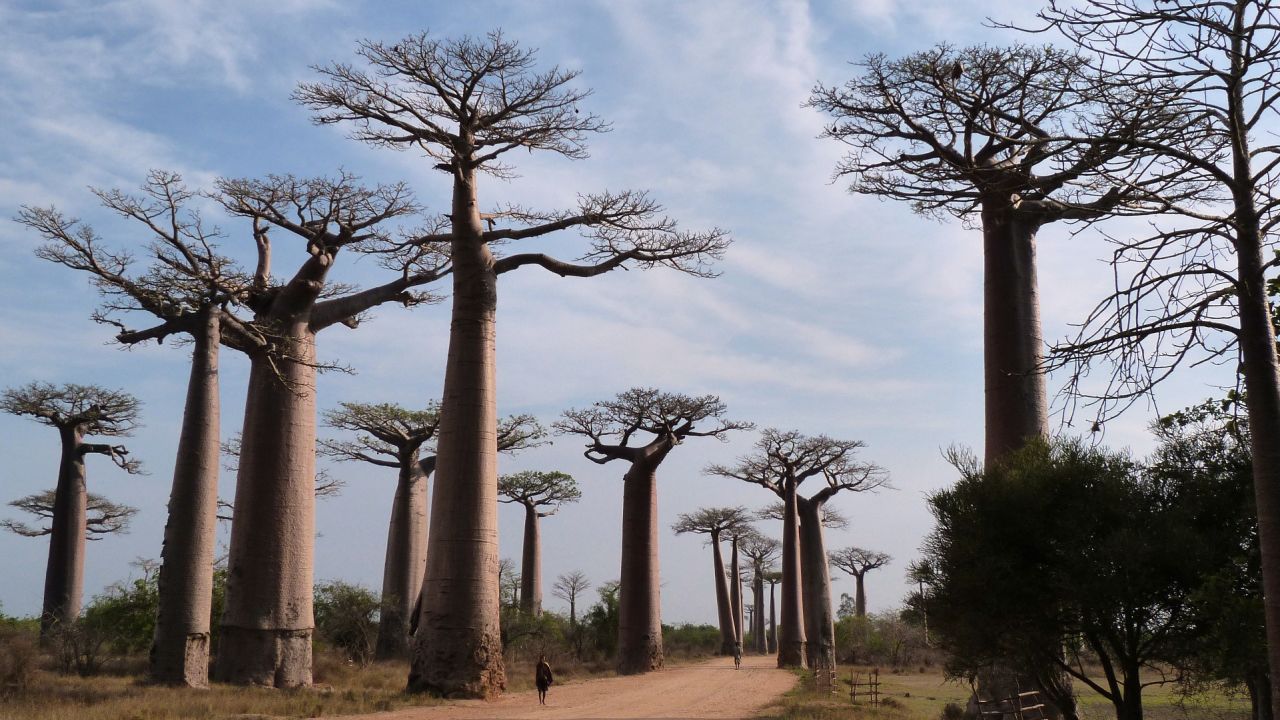 The "Avenue of the Baobabs", a famous natural reserve in western Madagascar.